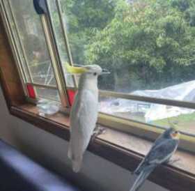 Lost Cockatoo