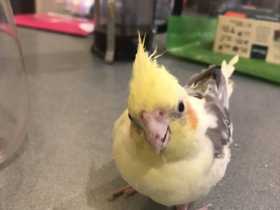 Lost Cockatiel