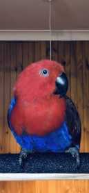 Lost Eclectus