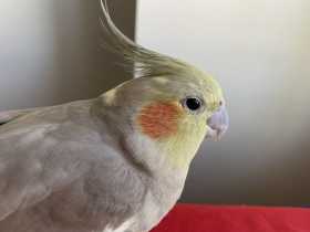 Lost Cockatiel