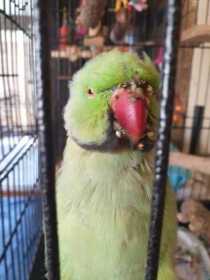 Lost Rose Ringed Parakeet