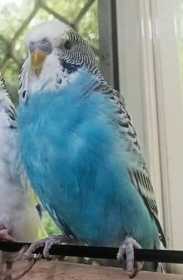 Lost Budgerigar