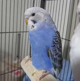 Lost Budgerigar