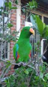 Lost Eclectus
