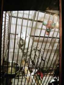 Lost African Grey