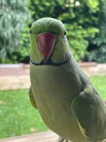 Lost Indian Ringneck Parakeet