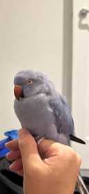 Lost Indian Ringneck Parakeet