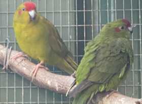 Lost Kakariki
