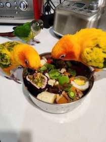 Lost Conure
