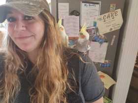 Lost Cockatiel