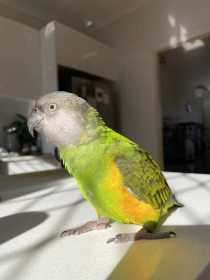 Lost Senegal