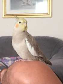 Lost Cockatiel