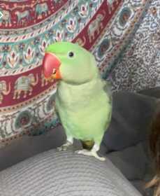 Lost Alexandrine