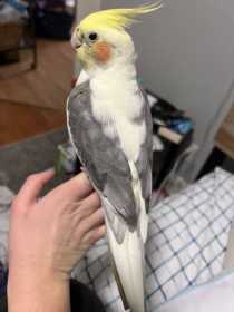 Lost Cockatiel