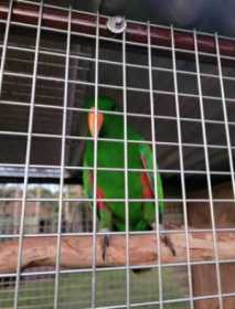 Lost Eclectus