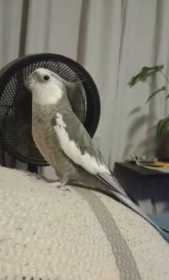 Lost Cockatiel