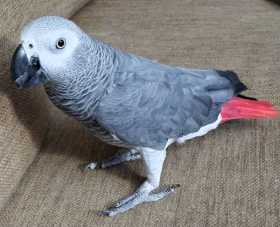 Lost African Grey