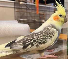 Lost Cockatiel