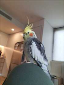 Lost Cockatiel