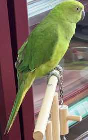 Lost African Ringneck Parakeet