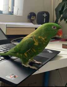 Lost Lory / Lorikeet