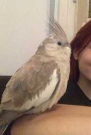 Lost Cockatiel