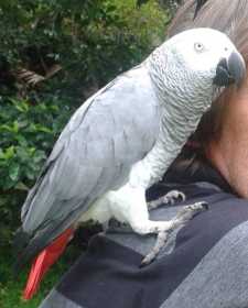 Lost African Grey
