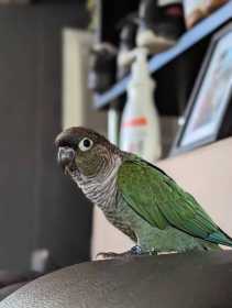 Lost Conure