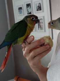 Lost Conure