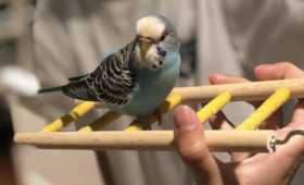 Lost Budgerigar