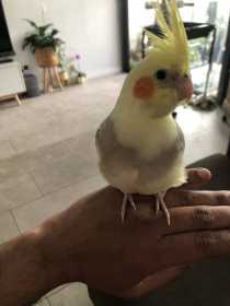 Lost Cockatiel