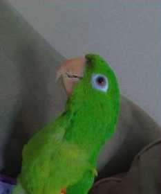 Lost Conure