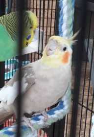 Lost Cockatiel