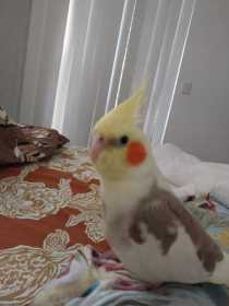 Lost Cockatiel