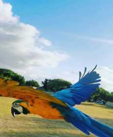 Lost Macaw