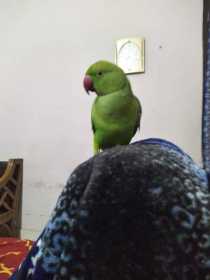 Lost Rose Ringed Parakeet