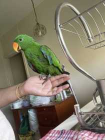 Lost Eclectus