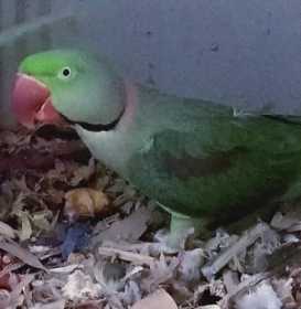 Lost Alexandrine