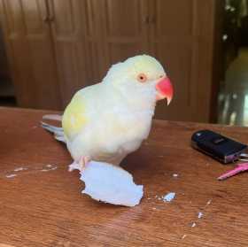 Lost Indian Ringneck Parakeet