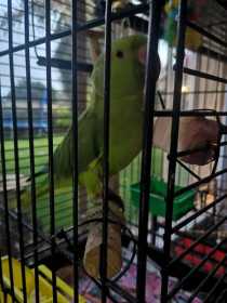 Lost Indian Ringneck Parakeet