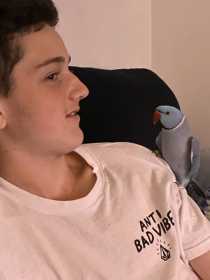 Lost Indian Ringneck Parakeet