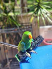 Lost Eclectus