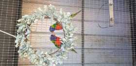 Lost Lory / Lorikeet