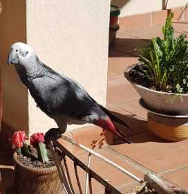 Lost African Grey