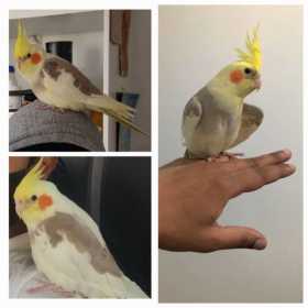 Lost Cockatiel