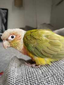 Lost Conure