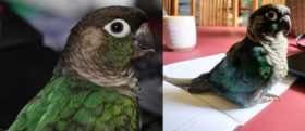Lost Conure