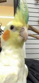 Lost Cockatiel