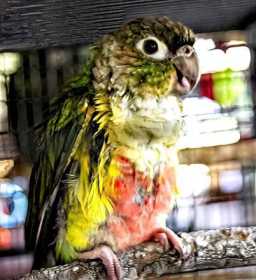 Lost Conure