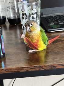 Lost Conure
